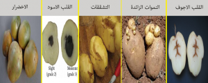 زراعة البطاطس فوق السطح