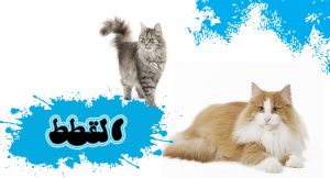 القطط