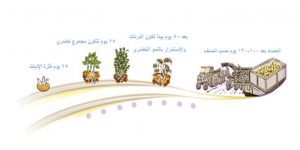 كيفية زراعة البطاطا