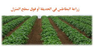 زراعة البطاطس في الحديقة أو فوق سطح المنزل