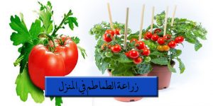 زراعة الطماطم في المنزل