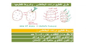 زراعة البطاطا