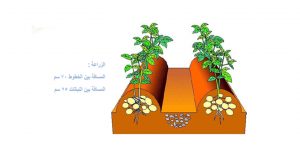 زراعة البطاطس في الاكياس