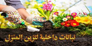 نباتات داخلية لتزين المنزل