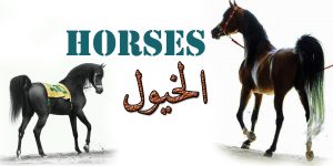 الخيول
