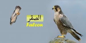 الصقر