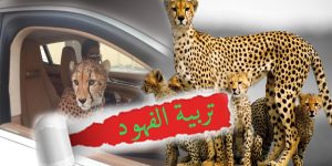 تربية الفهود