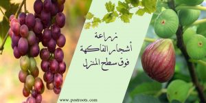 زراعة أشجار الفاكهة فوق سطح المنزل