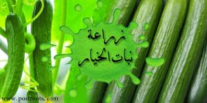 زراعة نبات الخيار