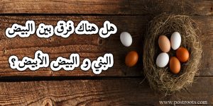 هل هناك فرق بين البيض البني والبيض الأبيض ؟