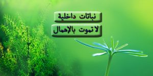نباتات داخلية لا تموت باإهمال