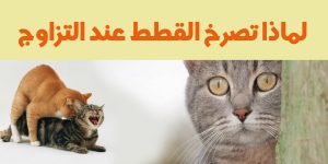 لماذا تصرخ القطط عند التزاوج
