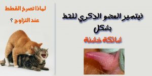 تزاوج القطط