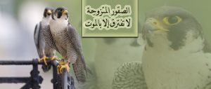 الصقور المتزوجة لا تفترق إلا بالموت