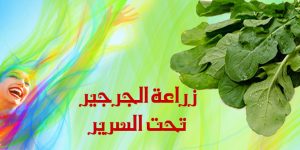 زراعة الجرجير تحت السرير
