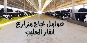 عوامل نجاح مزارع أبقار الحليب