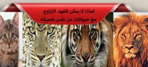 لماذا لا يمكن للفهد التزاوج مع حيوانات من نفس فصيلته
