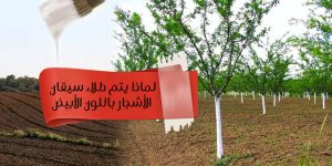 لماذا يتم طلاء سيقان الأشجار باللون الأبيض