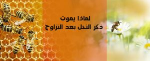 لماذا يموت ذكر النحل بعد التزاوج