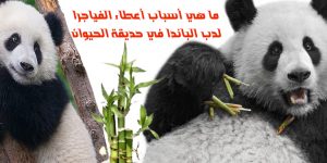 ما هي أسباب أعطاء الفياجرا لدب الباندا في حديقة الحيوان 