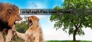 يقوم بـ٥٠ عملية جماع باليوم الواحد