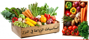 اساسيات الزراعة في المنزل