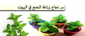 سر نجاح زراعة النعنع في البيوت