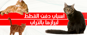 أسباب دفن القطط لبرازها بالتراب