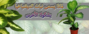 لماذا يسمى نبات الديفنباخيا بشكولا الأخرس