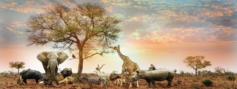 صور حيوانات بدقة HD