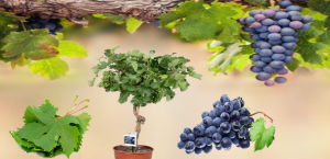 زراعة العنب 'Grape'