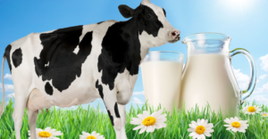 أكثر الأبقار إنتاجاً للحليب
