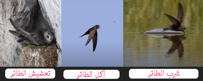 طائر يأكل ويشرب ويأكل ويتزاوج بالجو