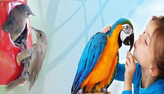 أضرار تربية الطيور في المنزل