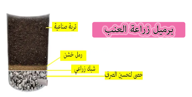 زراعة العنب على السطح