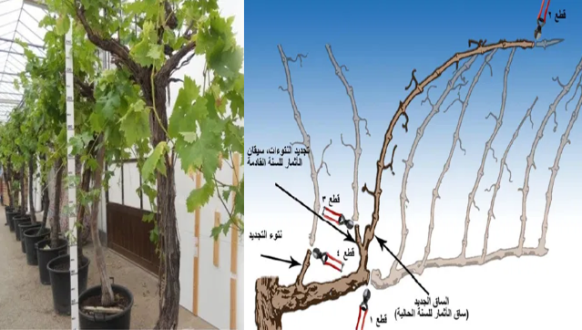 تقليم العنب