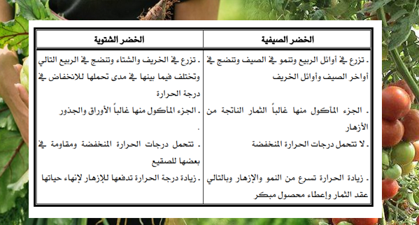 مواعيد الزراعة في السعودية