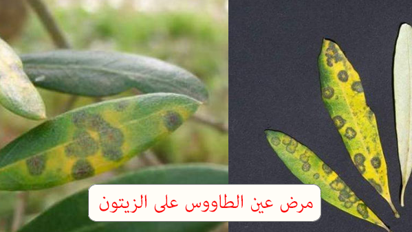 مكافحة امراض الزيتون