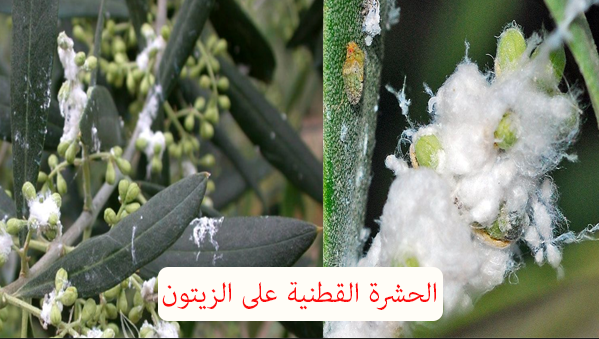 مكافحة حشرات الزيتون