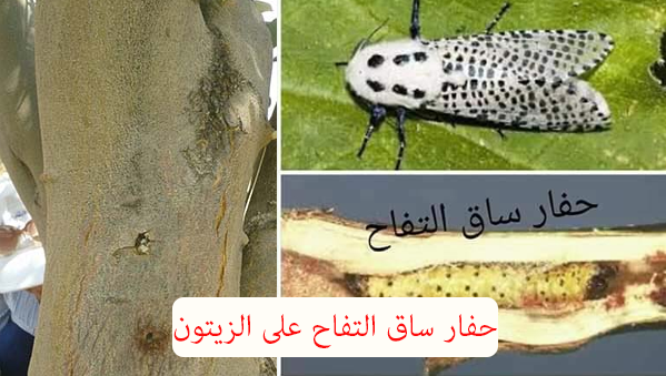 الوقاية من افات الزيتون