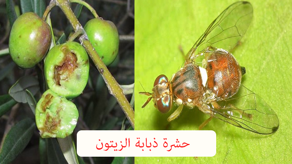 برنامج مكافحة ذبابة الزيتون