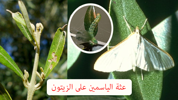 حشرات الزيتون بالصور