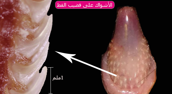 الاشواك على قضيب القط
