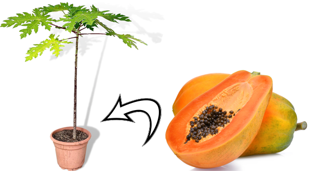 زراعة البابايا في المنزل