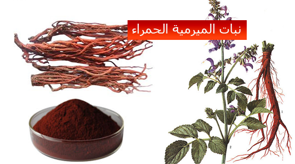 عشبة دان شين