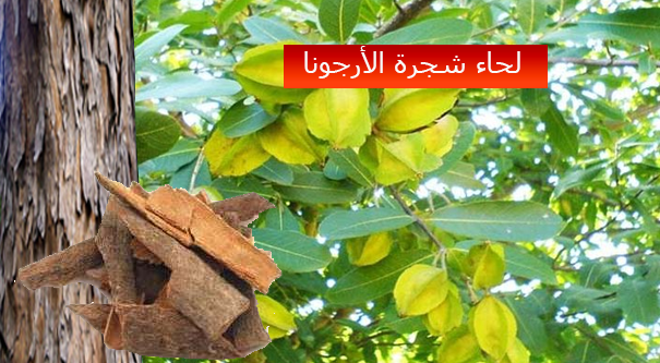 شجرة تعالج ضعف عضلة القلب