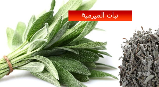الميرامية للقلب