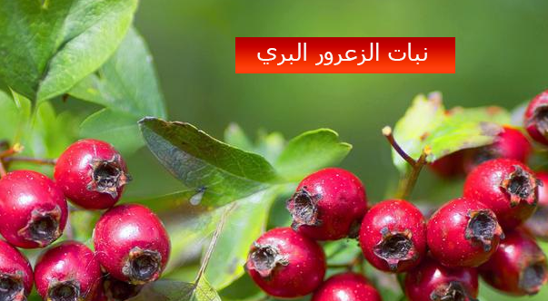 نبات لعلاج ضعف عضلة القلب