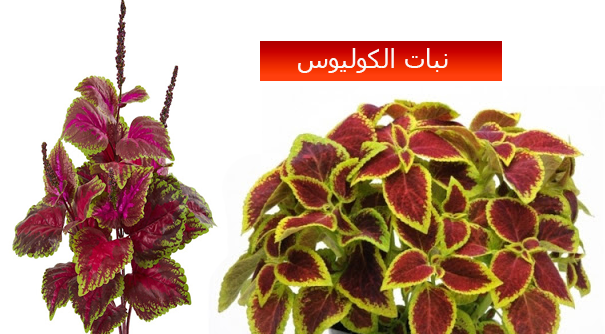 أعشاب لعلاج ضعف عضلة القلب