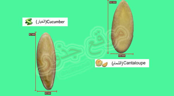 شكل بذور الخيار